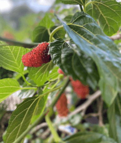 Ecological identity: a new lens on an age-old practice 