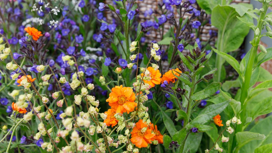 Montessori inspired garden wins gold medal at UK’s Chelsea Flower Show