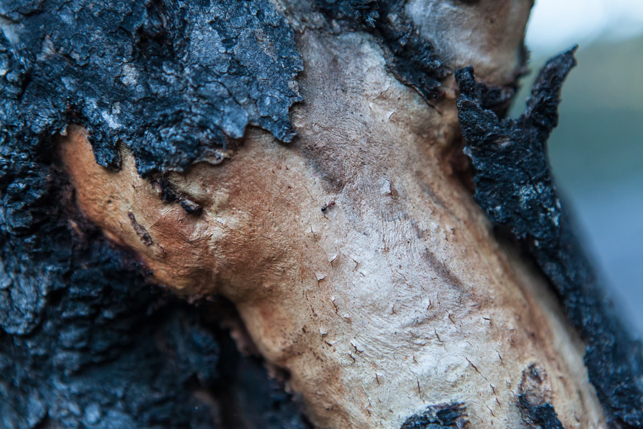 Bushfire crisis tips – supporting children, community and educators