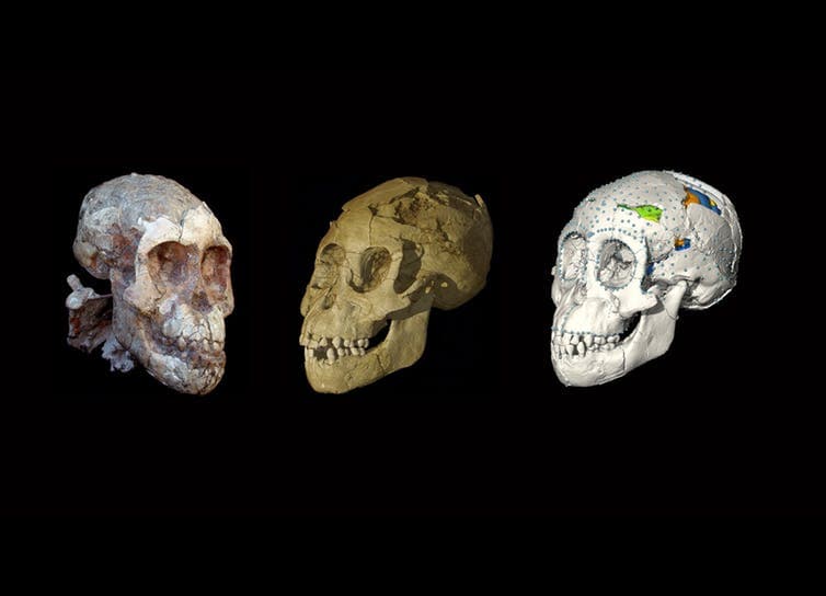 This ancient skull is helping trace the path that led to modern childhood