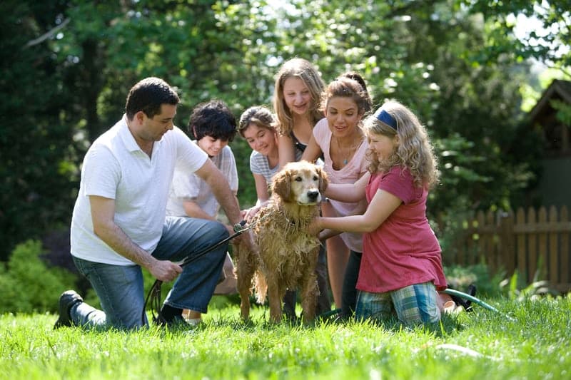 Pooch power: preschool children benefit greatly from the presence of a family dog