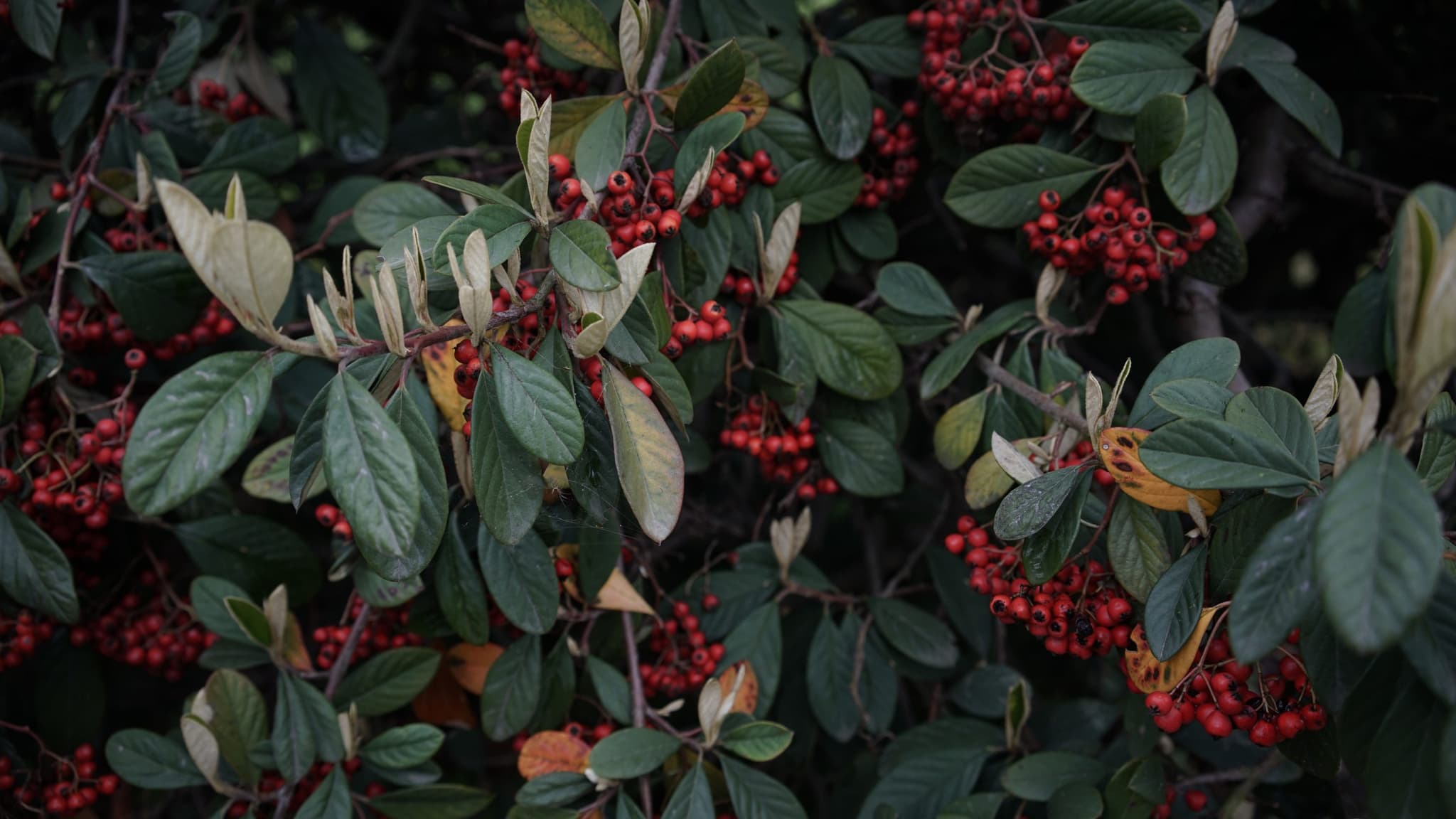 New initiative will prioritise Aboriginal and Torres Strait Islander language in QLD