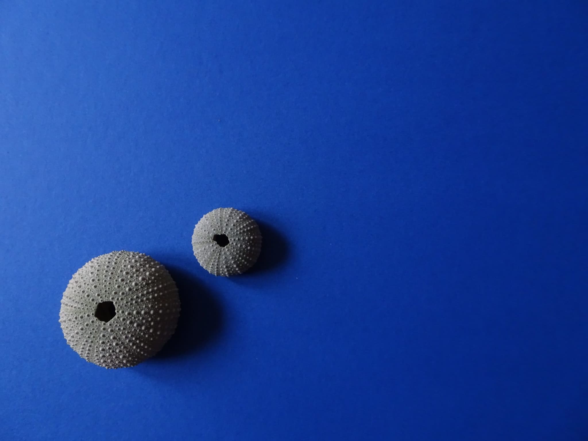 Uni of Auckland student innovation could change the way children connect while online