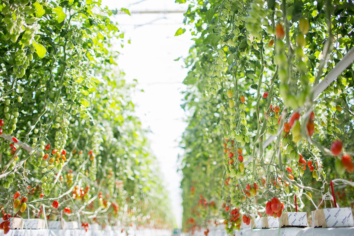 Coles and Perino Tomatoes team up to raise funds for Kitchen Garden Foundation