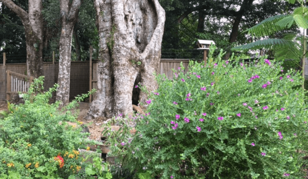Nature is a teaching tool for Alstonville Community Preschool
