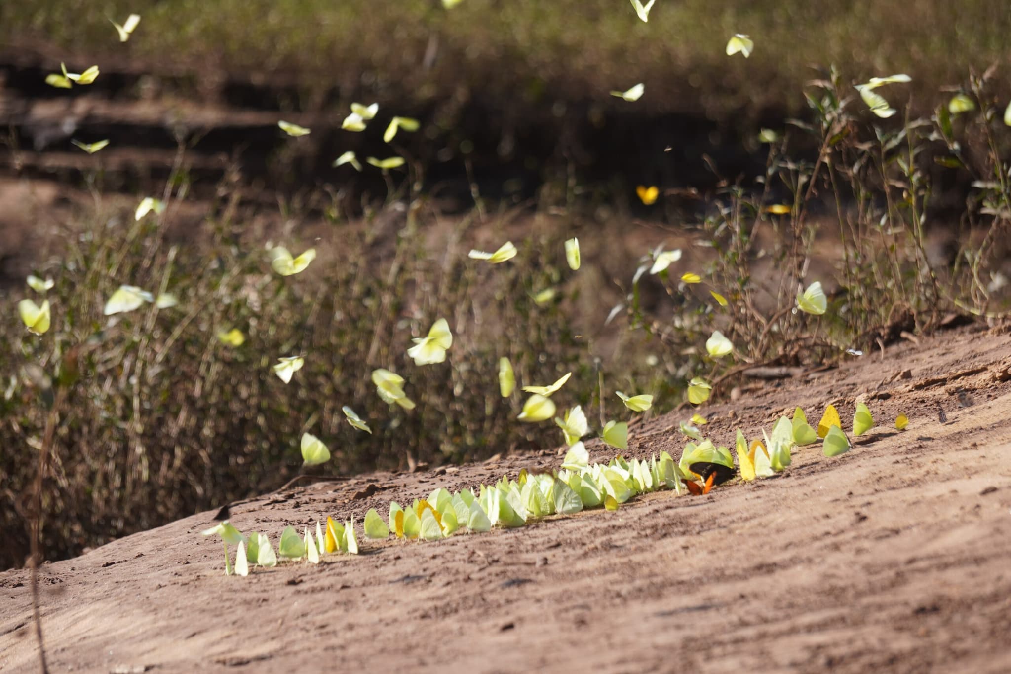 Children at Aboriginal ECEC service exposed to asbestos from contaminated soil
