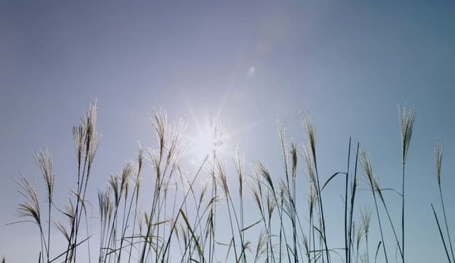 When heat shapes learning before school: What a major cross-national study means for ECEC practice