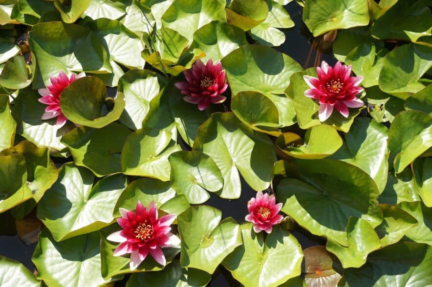 $2.9 million for Kummara Limited to deliver Connected Beginnings