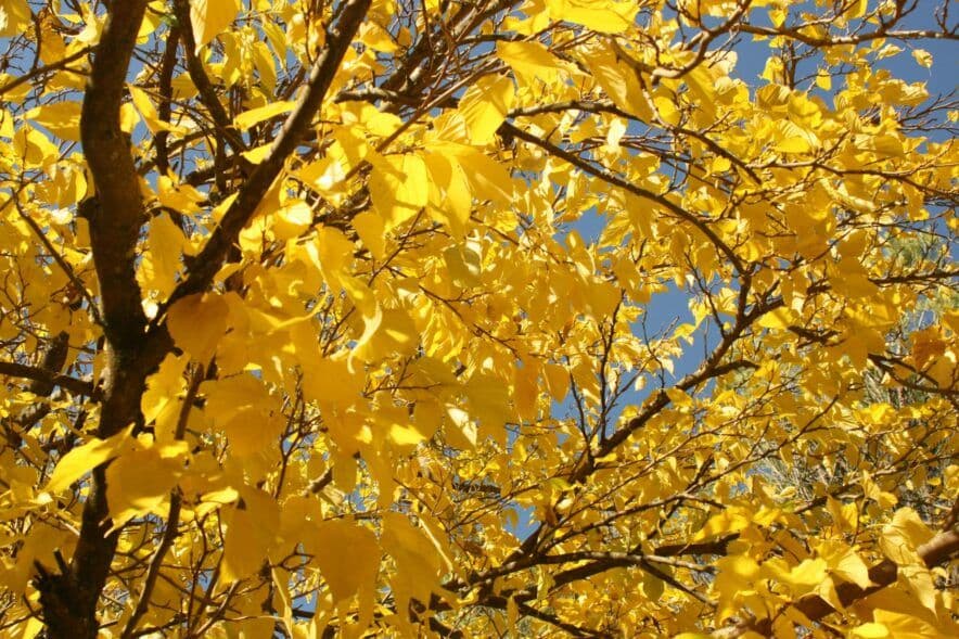 FWC releases roadmap for ECEC Gender Undervaluation Award Review