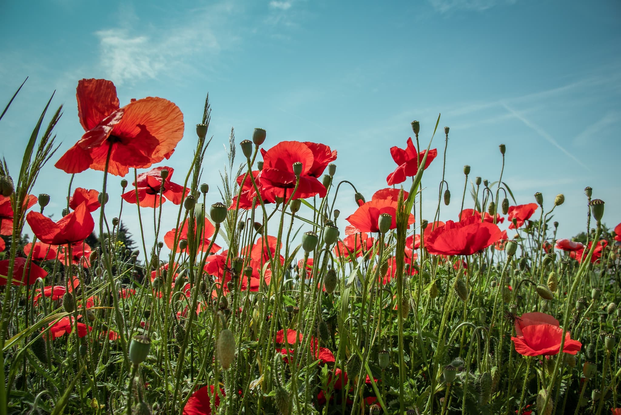 Tall poppies quick to be cut down, leading to low workplace morale