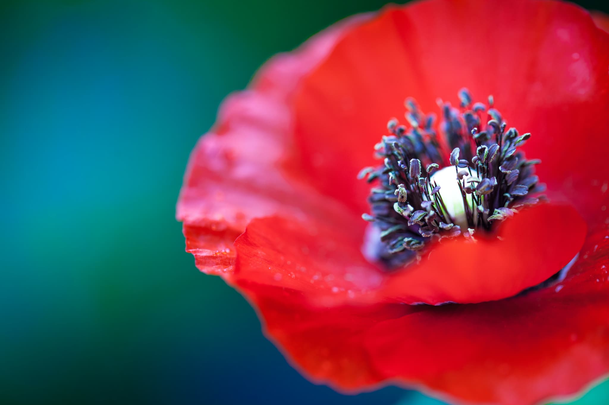 Project Poppy Box offers a way for ECEC services to acknowledge ANZAC Day