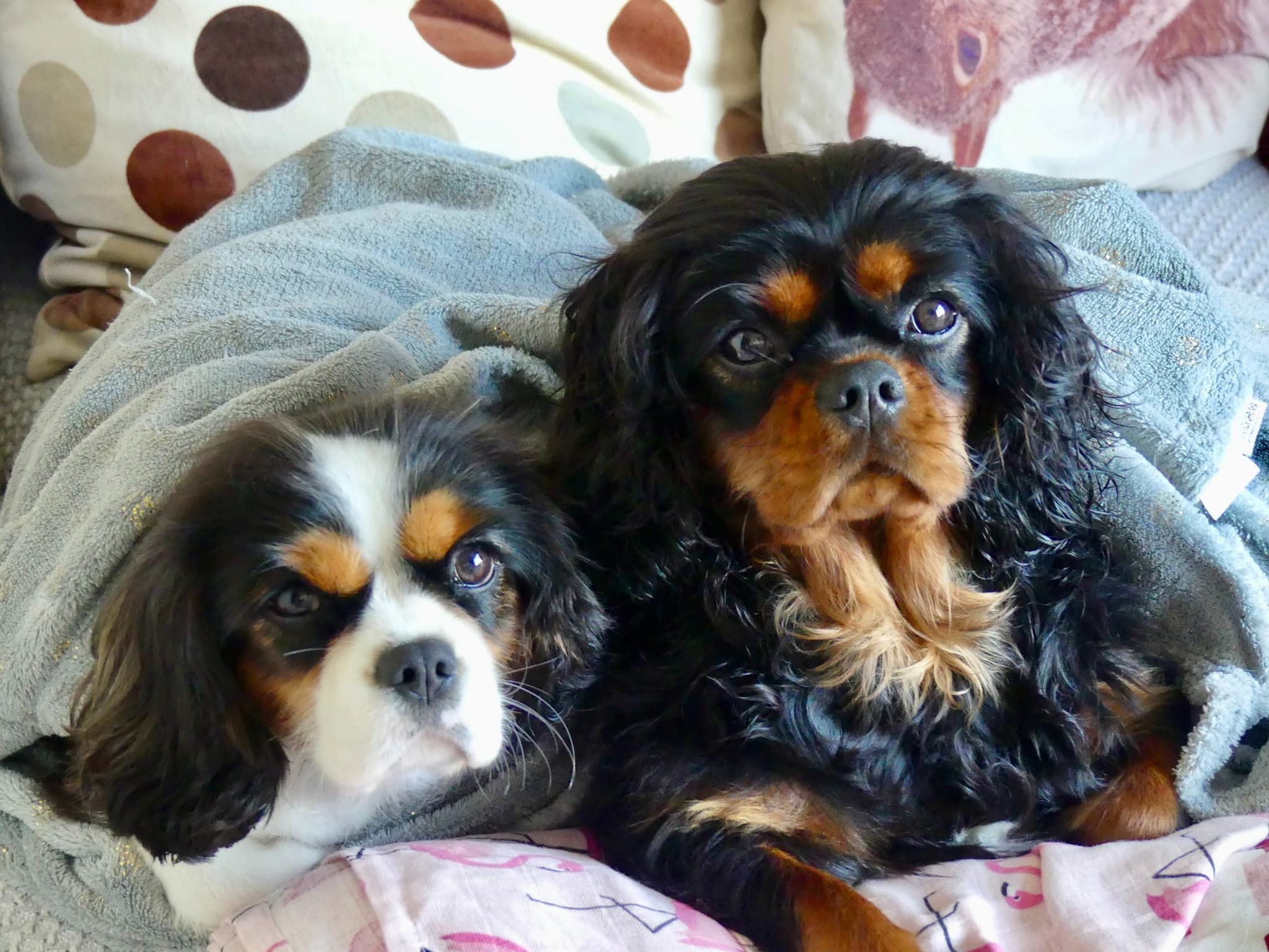 Time to get creative, Bendigo preschoolers say, cooking up a doggy feast