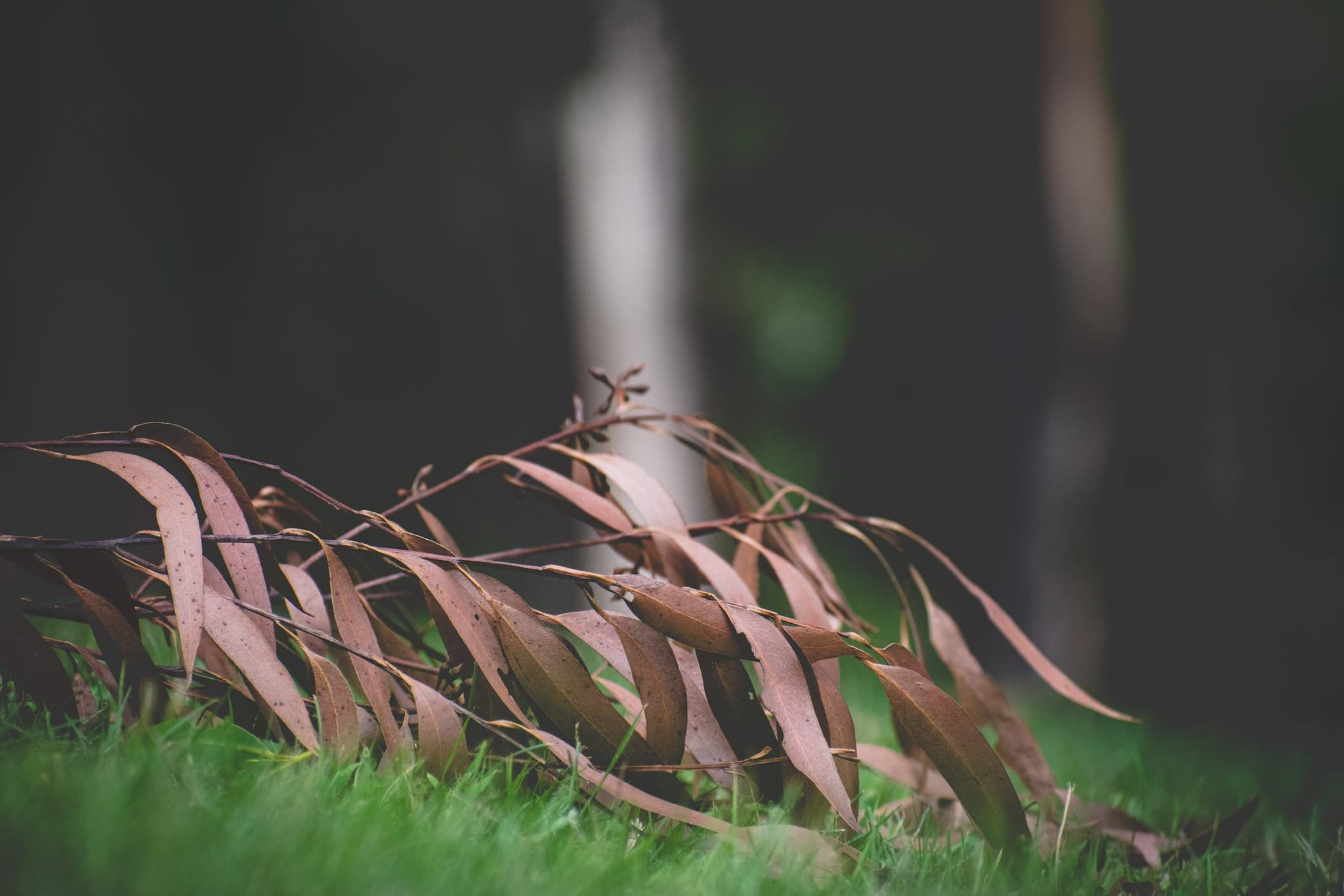 Bushfire events negatively impact children’s mental health research finds