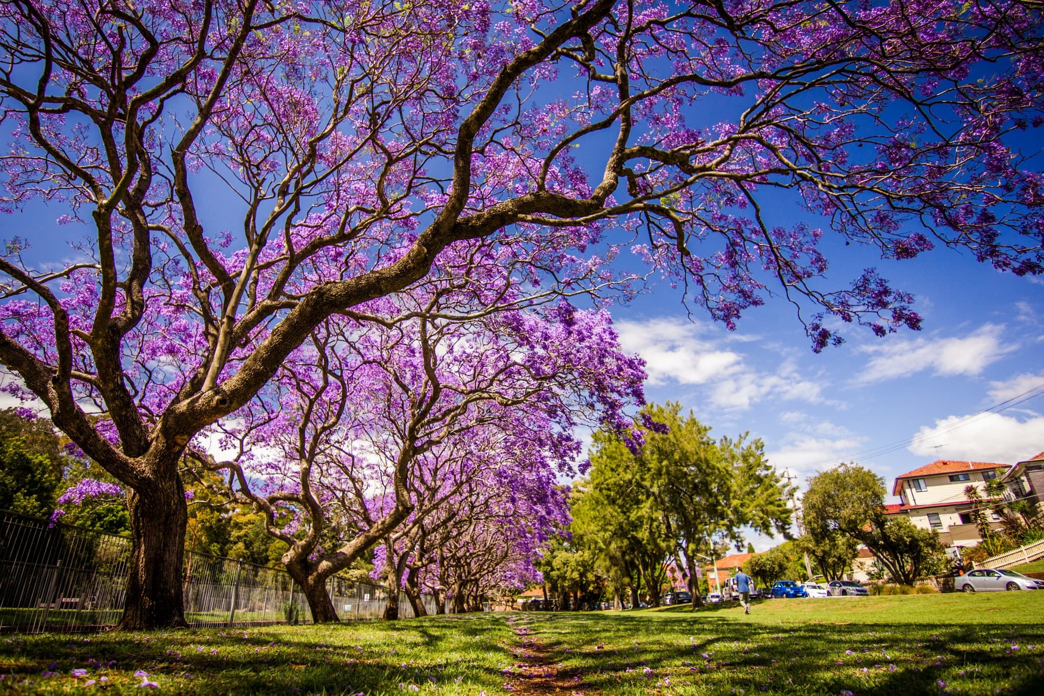 Macquarie Uni study gives insight into best trees to protect children from heat