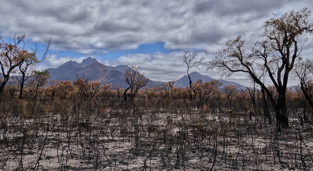 RFW and Beyond Blue named as finalists in National Resilient Australia Awards