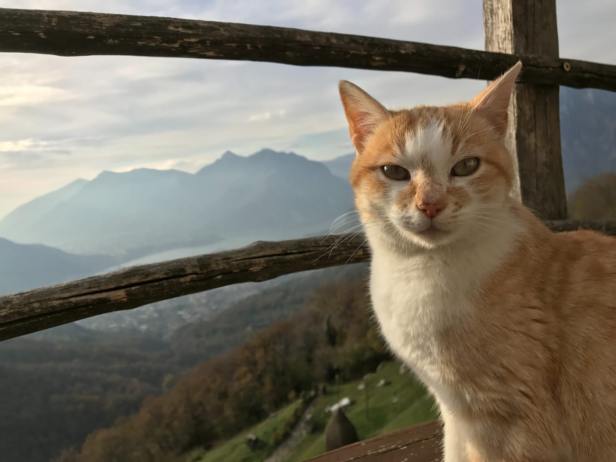 Preschool children can’t see the mountains for the cat