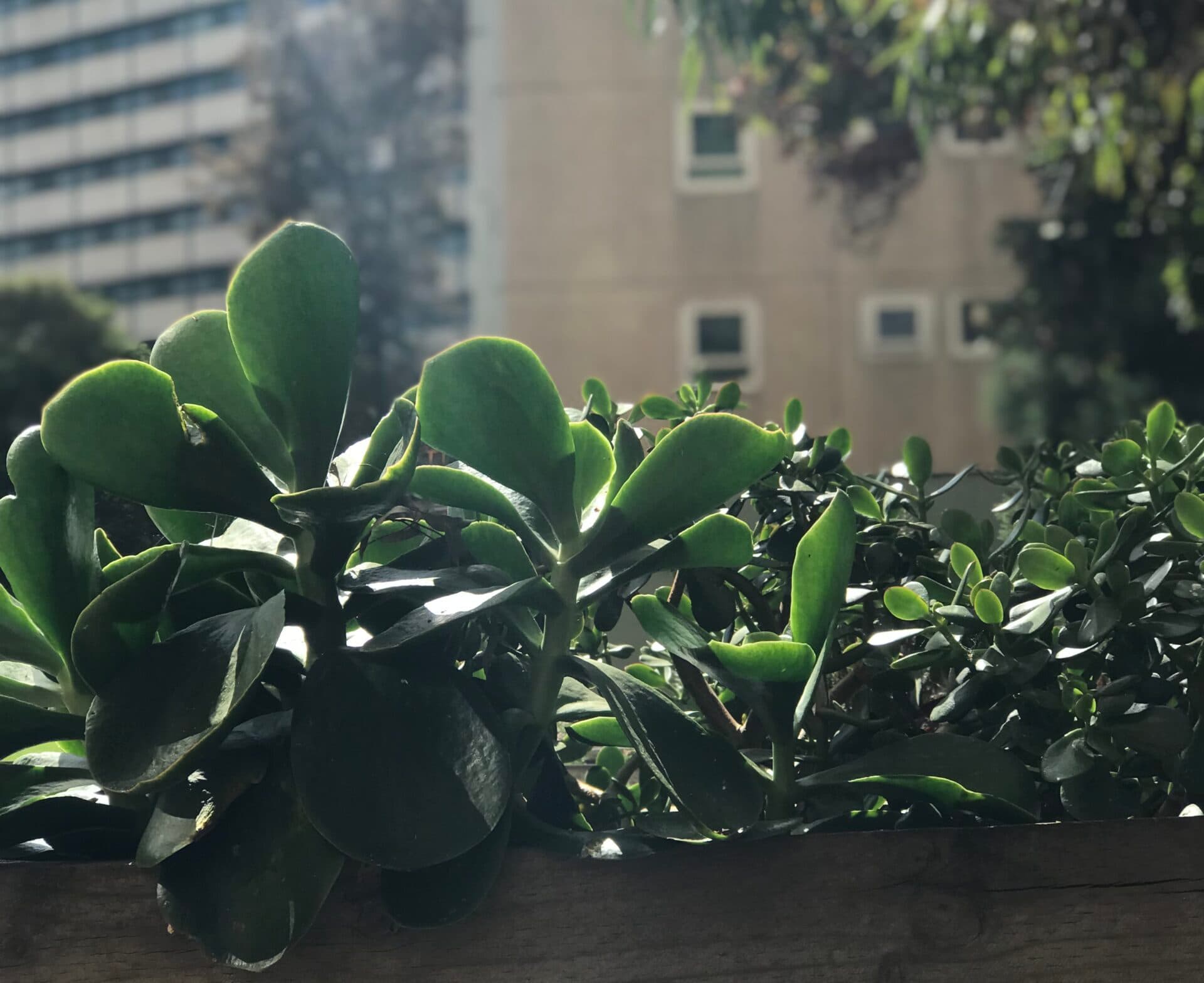 Sparkways South Yarra provides an outdoor space for children living in housing towers