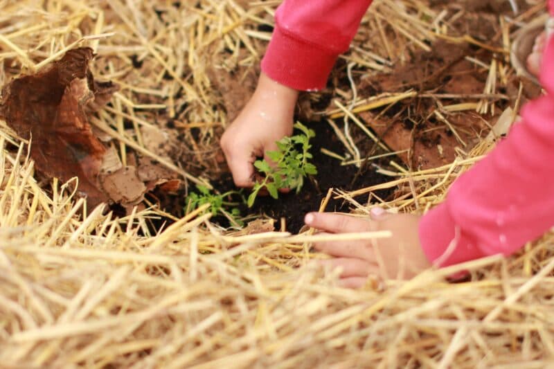 Seeds of Renewal grants program offers support to rural and regional ECEC services