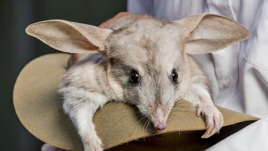 Affinity Education Group and Australian Wildlife Conservancy form new partnership