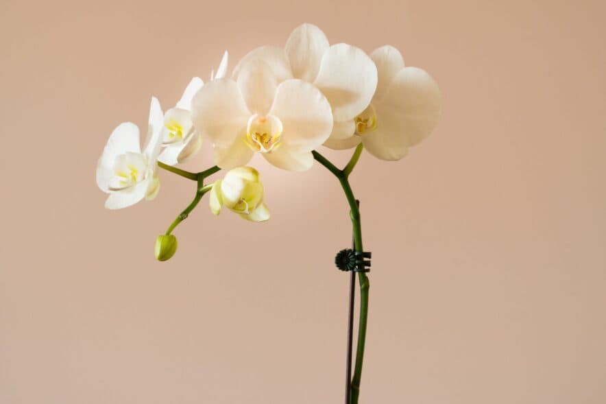 Some parents in your service need a little extra care: do you know who the orchids are?