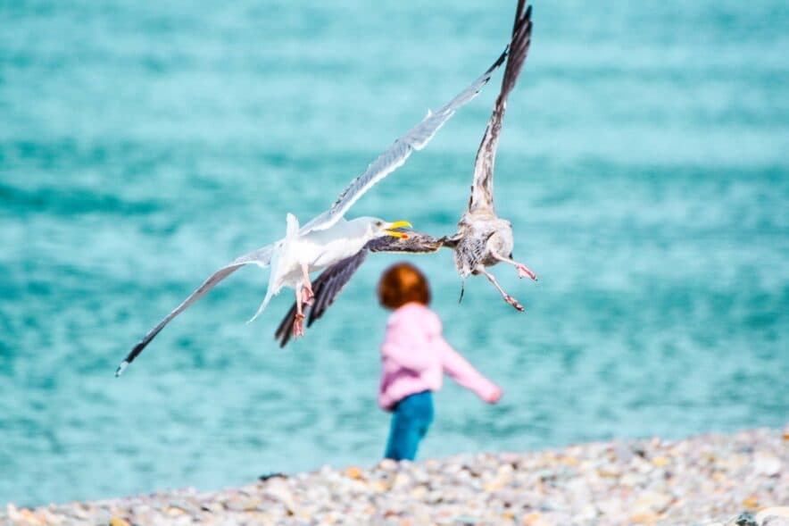 Why learning animal sounds can be crucial to children’s language development