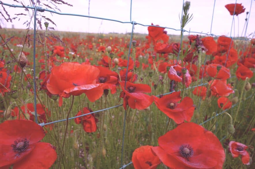 Teaching young children about ‘remembering’ on Remembrance Day